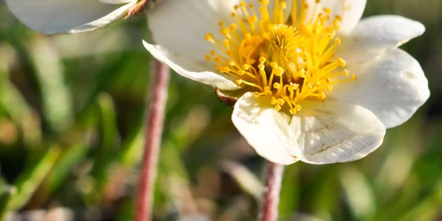 Die Ganzrandige Silberwurz (Dryas integrifolia) gehört zu den einheimischen Arten der Arktis. Sie hat in den letzten Jahrzehnten viele neue Nachbarn bekommen. Bild: Anne Bjorkman