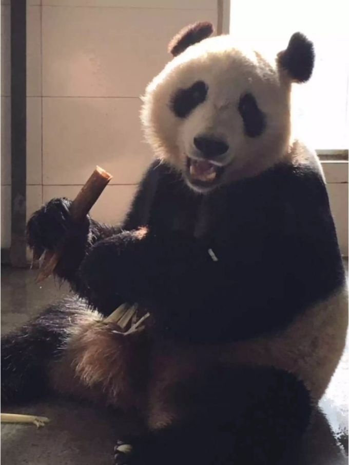 Hua Bao (jetzt Pyry) scheint es gut zu gehen. Hua Bao (jetzt Pyry) scheint es gut zu gehen.