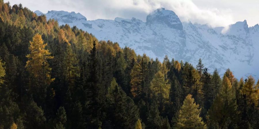 Die Bäume in den Alpen beginnen immer früher mit der Blattbildung.