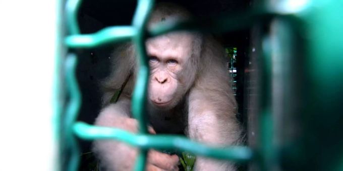 Orang-Utan Alba, einen etwa fünf Jahre alten weiblichen Albino-Orangutan, in einem Käfig. Weisser Orang-Utan Alba.