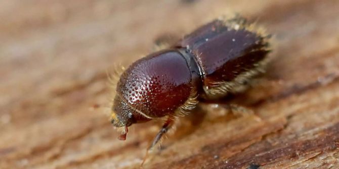Borkenkäfer