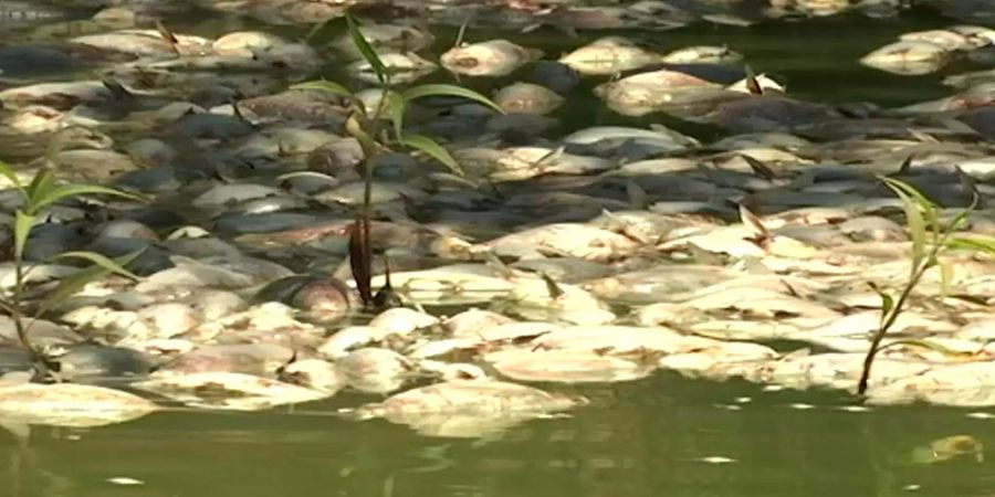 Fischsterben wegen Hitzewelle in Australien.