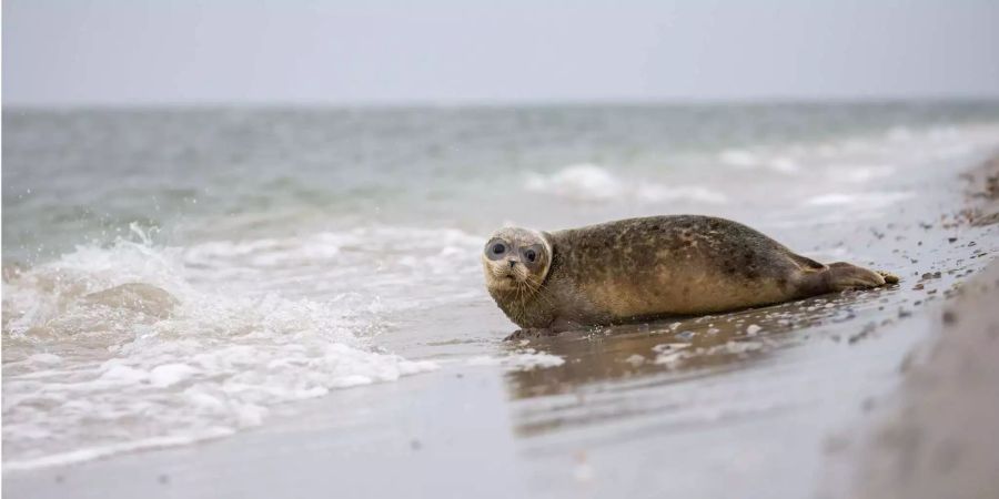 Ein Seehund-Jungtier robbt kurz nach seiner Auswilderung durch die Seehundstation Norddeich (D) am Strand der Nordseeinsel Juist ins Wasser.