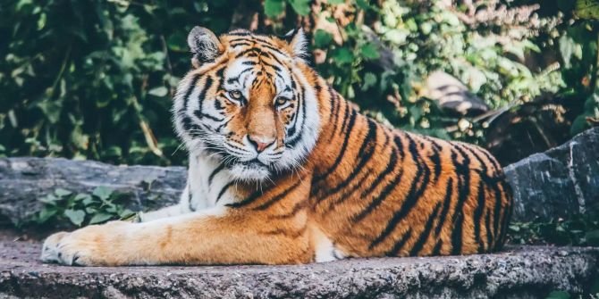 Tiger Zoo Kanada