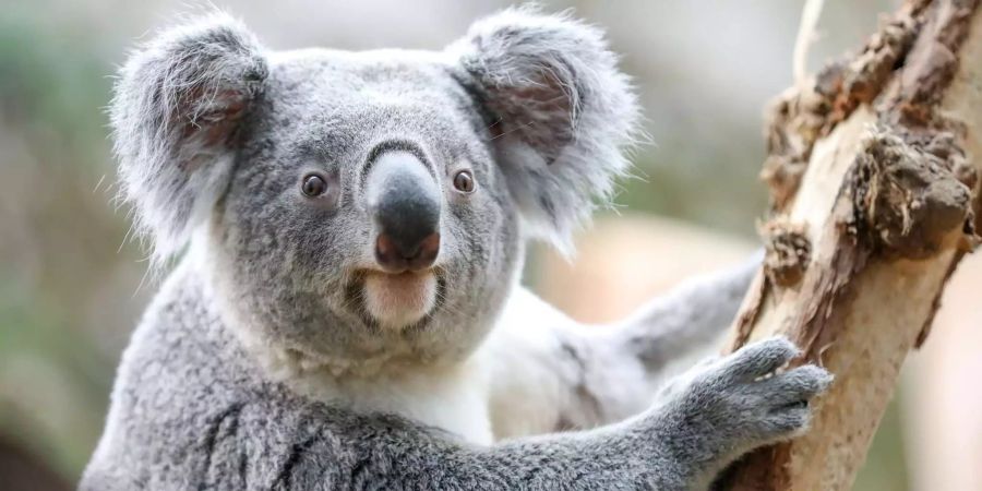 Koala Bär Australien