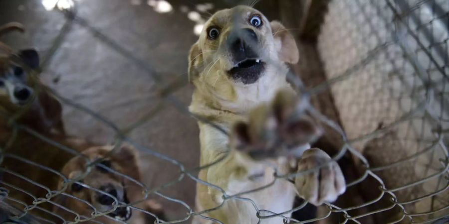 Vorsicht vor Hunden aus dem Ausland: Sie können starke Wesensveränderungen zeigen.