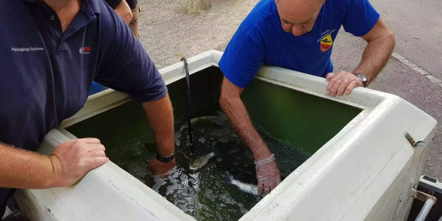 Gefangene Fische werden zum Oberlauf des Geisslibachs verfrachtet - Stadt Diessenhofen