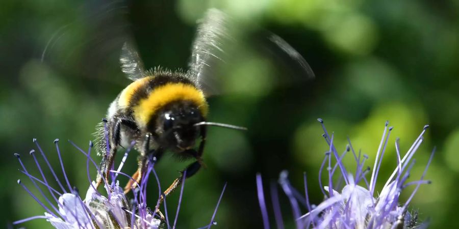 Eine Hummel fliegt zu den Blüten der Phacelia.