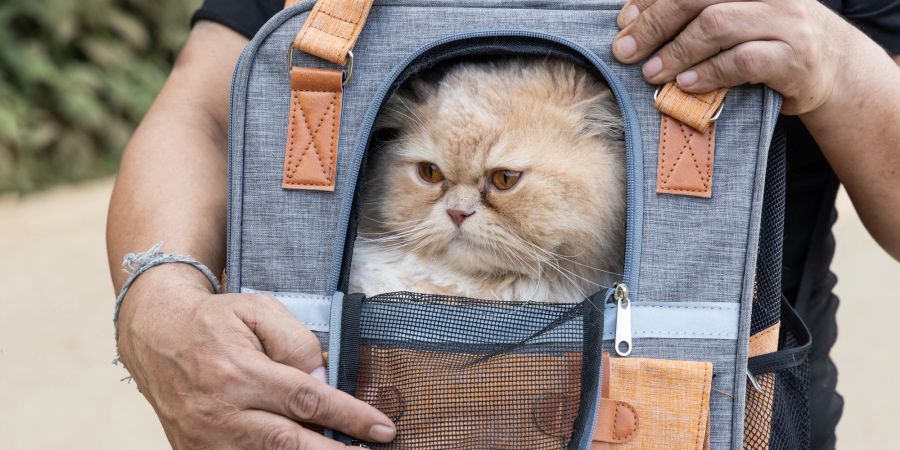 Katzenrucksäcke dienen als Alternative zur Katzentransportbox und haben viele Vorteile.