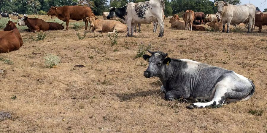 Kühe geniessen in Indien spezielle Vorzüge – in diesem Fall endete es tragisch.