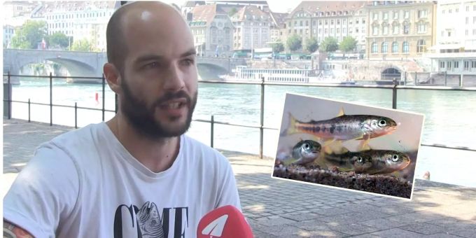 Nach über 60 Jahren - WWF Schweiz bringt den Lachs zurück in den Rhein