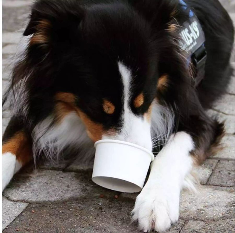 Das Hundeglacé kommt bei den Vierbeinern gut an.