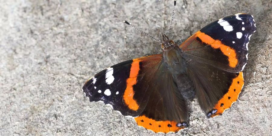 Zehn- bis Hunderttausende Admiral-Falter fliegen jeden Herbst über die Schweiz in den Süden.