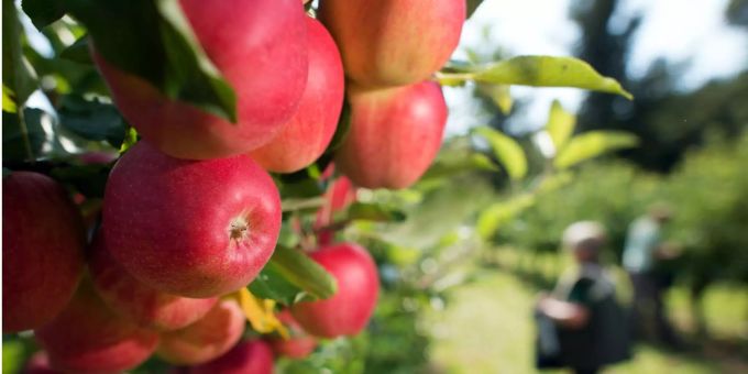 Die diesjährige Apfel- und Birnenernte soll zu den grössten der letzten zehn Jahren zählen. Die diesjährige Apfel- und Birnenernte soll zu den grössten der letzten zehn Jahren zählen.