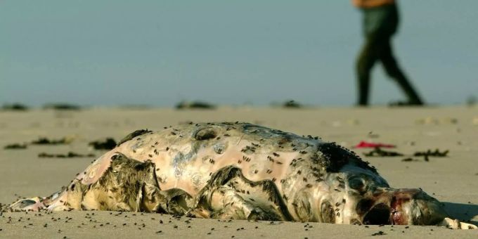 80 Prozent der angeschwemmten Tiere waren trächtige Weibchen. 80 Prozent der angeschwemmten Tiere waren trächtige Weibchen.