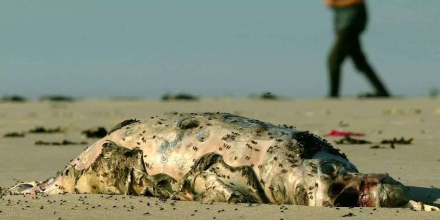 80 Prozent der angeschwemmten Tiere waren trächtige Weibchen.