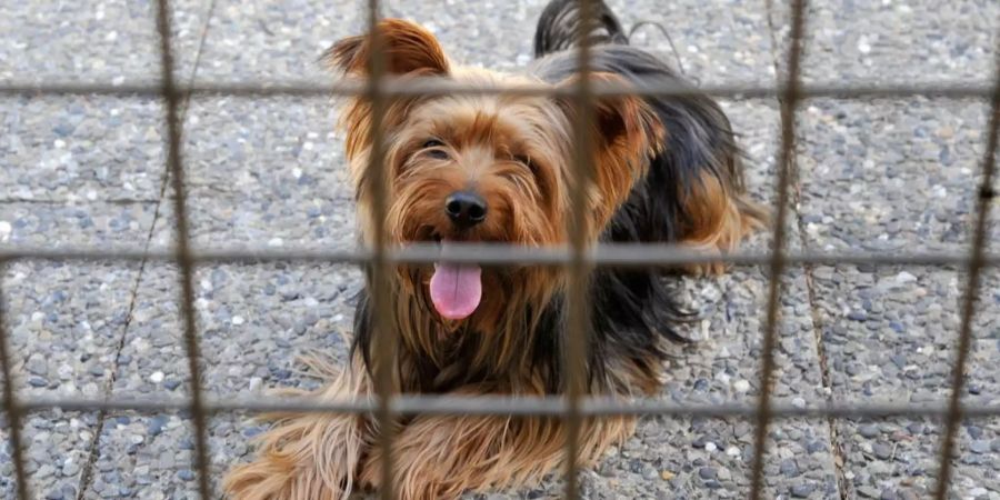 Ein Hund wartet hinter einem Käfigzaun.