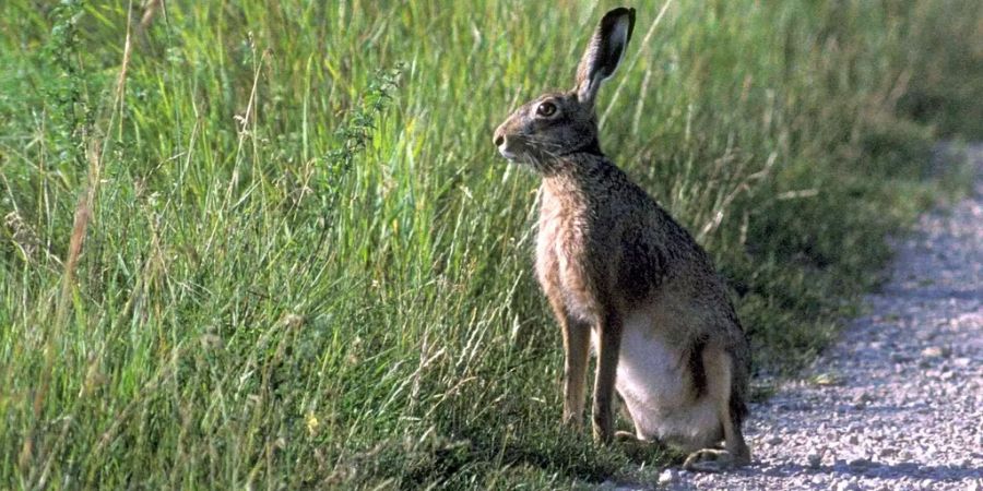Hase (Symbolbild)