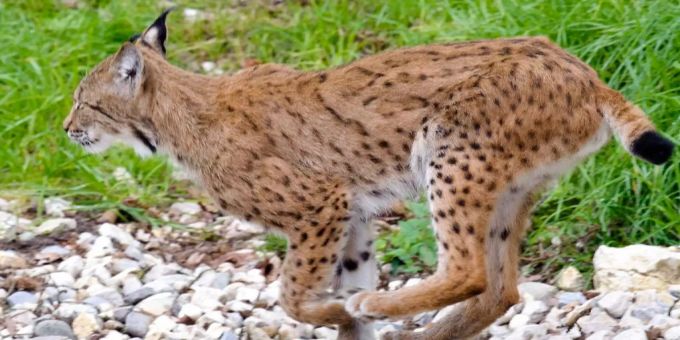 Eine Luchsdichte von 2,53 Tieren auf 100 Quadratkilometer konnte hochgerechnet werden. Ein Junger Luchs im Juraparc.