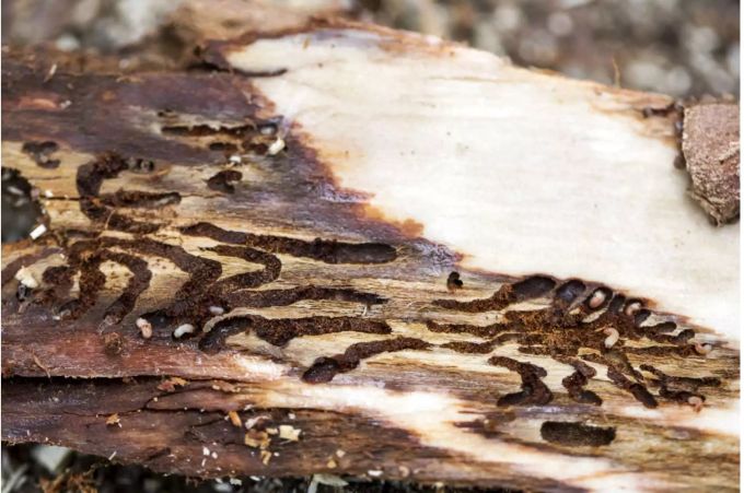 Borkenkäfer-Larven in einem Baumstamm - Keystone Borkenkäfer-Larven in einem Baumstamm - Keystone