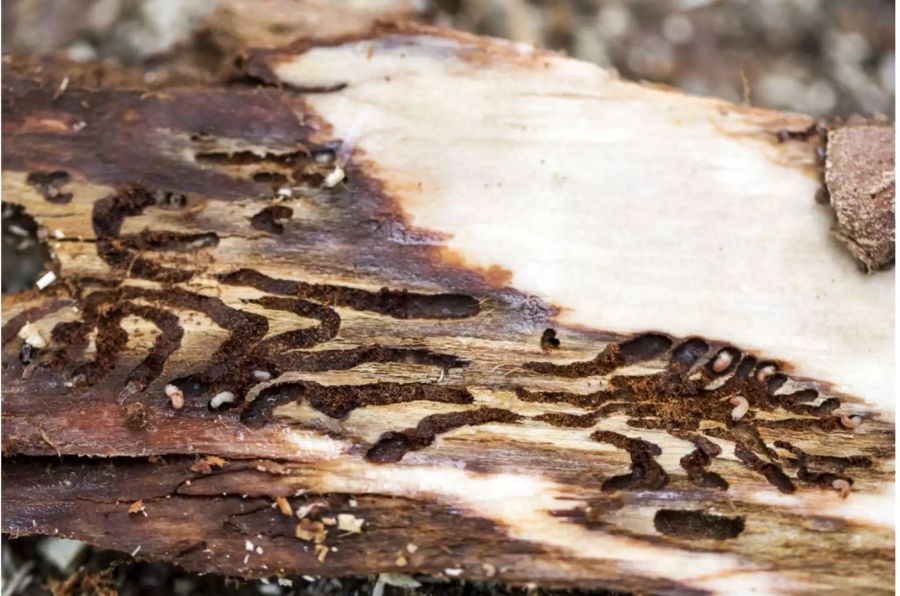 Borkenkäfer-Larven in einem Baumstamm - Keystone