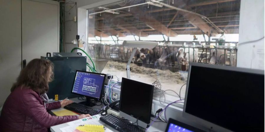 Eine Mitarbeiterin wertet Daten der Smartbow Ohrmarken, die an Kühen befestigt sind, am Computer aus in Ettenhausen TG. Das Projekt wird von Agroscope durchgeführt.