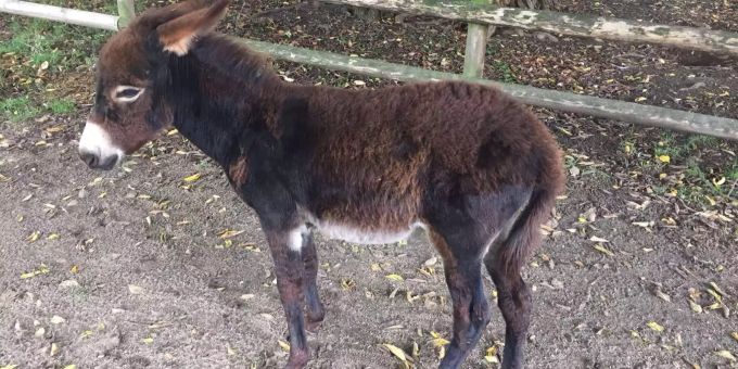 Kreuzlingen - Tag der offenen Tür im Tierpark