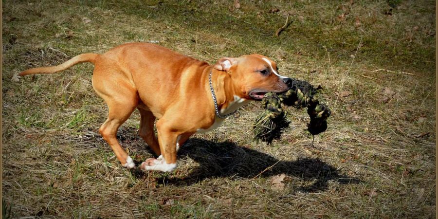 Beim Tier handelt es sich um einen Staffordshire-Terrier.