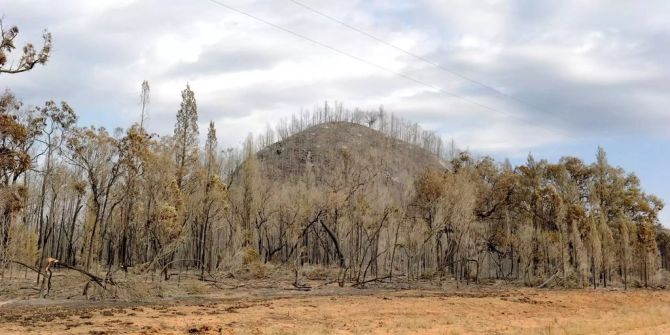 Ein Wald in Australien mit abgebrannten Bäumen.