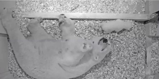 Eine Kamere des Berliner Tierparks zeigt Eisbär-Mutter Tonja mit Baby.