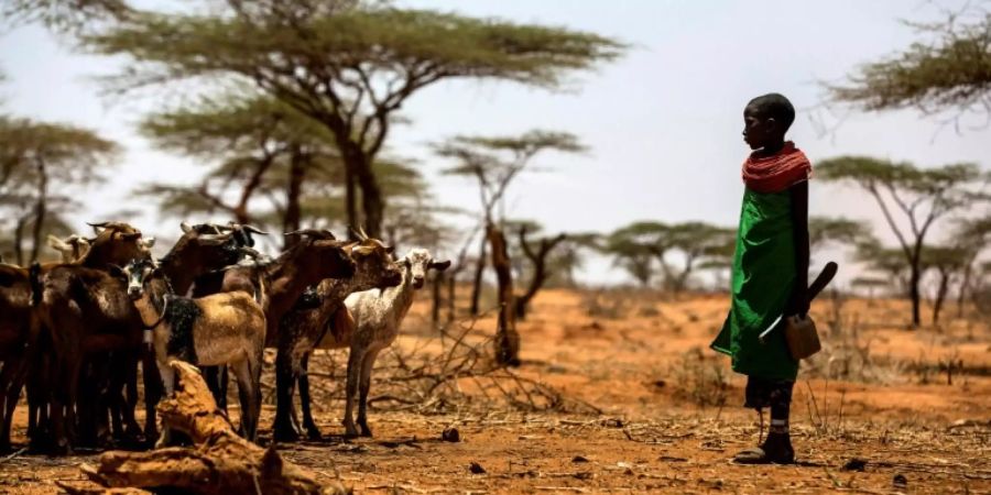 Folgen des Klimawandels: In Afrika herrscht Dürre.