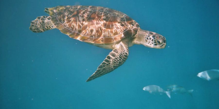 Suppenschildkröte im Meer. Bild: Wikimedia Commons/Schuetze77