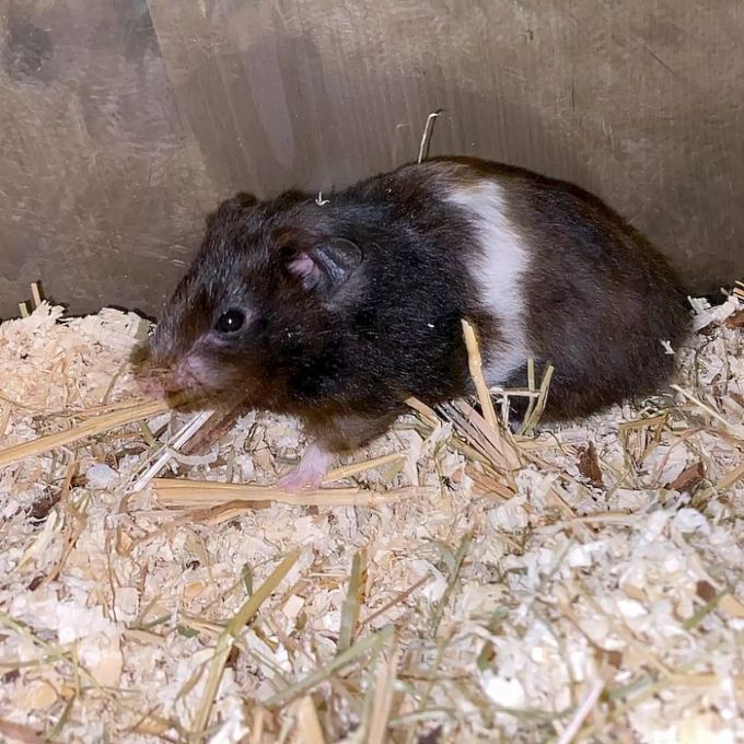 Die Hamsterdame Roya ist handzahm. Roya