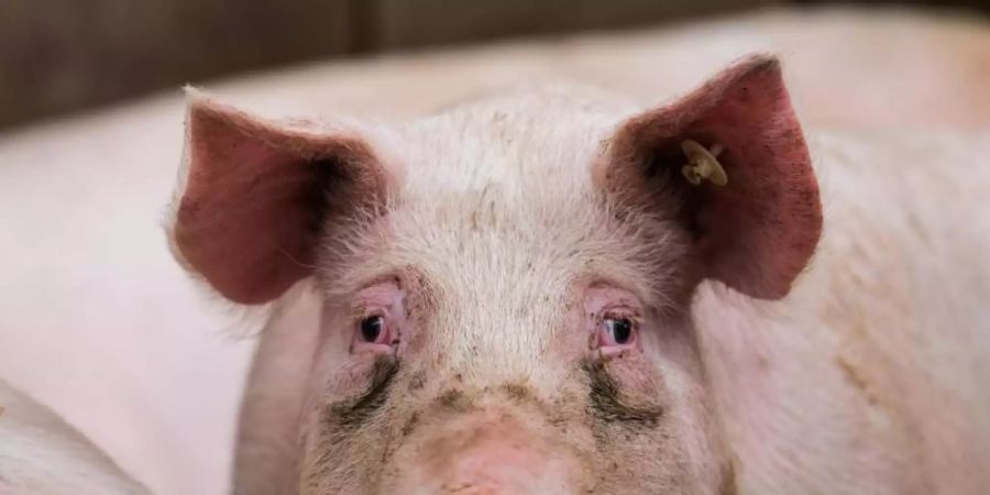 In Brandenburg sind in drei Haltungen auch Hausschweine von der Schweinepest betroffen (Symbolfoto). Foto: Andreas Arnold/dpa