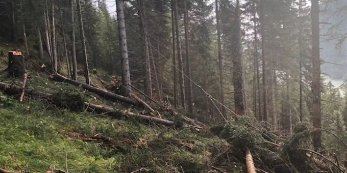 Ein Stamm schlug gegen den rechten Unterschenkel des Forstwarts. Kantonspolizei Graubünden