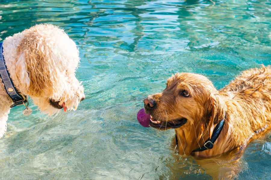 Hund im Pool