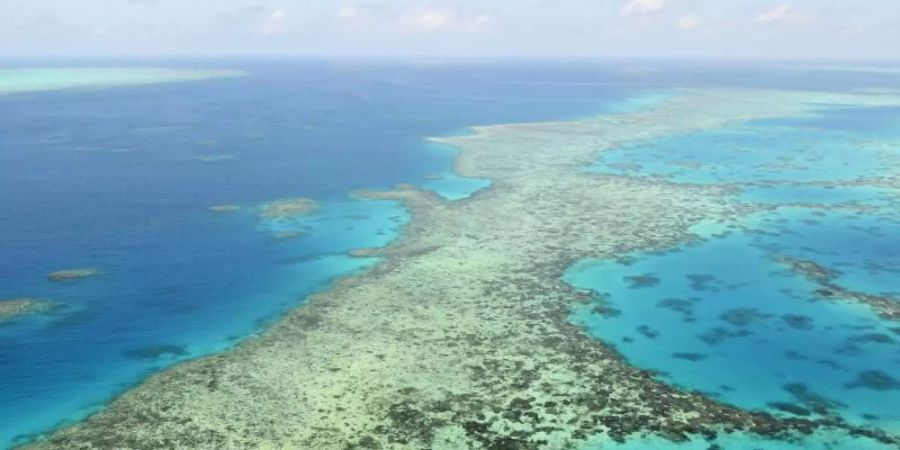 Das Great Barrier Reef in Australien ist bedroht.