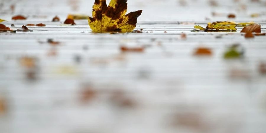 Abgefallene Blätter
