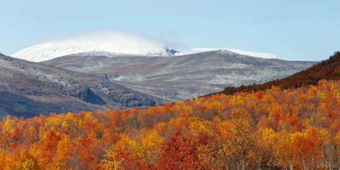 Wald Finnland Herbst Berg Schnee bunt Laub