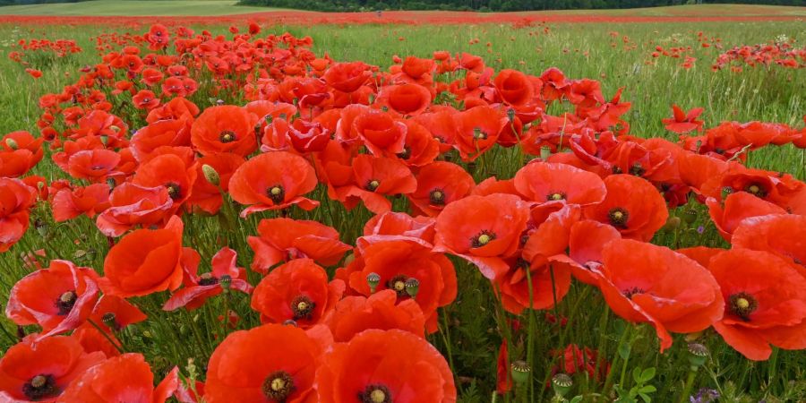 Blühender Klatschmohn auf einem Feld im Osten Brandenburgs.