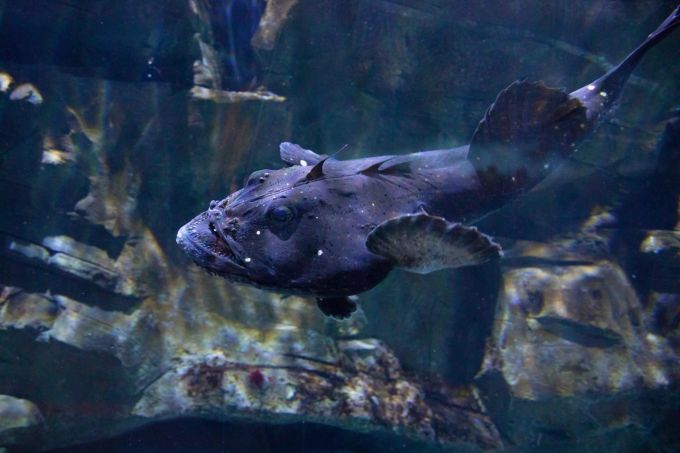 Ein Seeteufel im Ozeaneum. Ein Seeteufel im Ozeaneum.