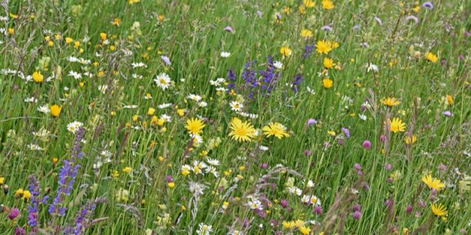 Artenreiche Blumenwiesen sind Lebensraum für zahlreiche Pflanzen und Tiere. Blumenwiese