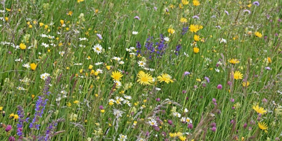 Blumenwiese