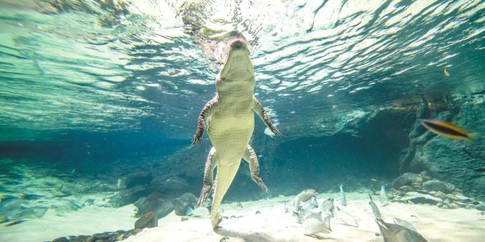 Auch Krokodile schwimmen hinter Glas. Krokodil