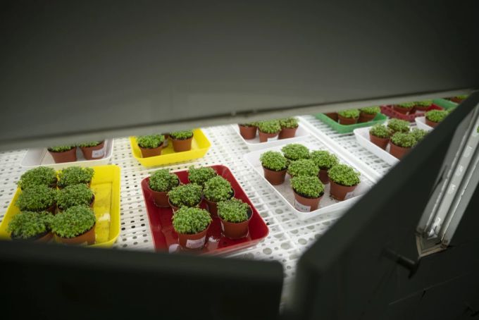 In einem Klimaschrank am Forschungsinstitut für biologischen Landbau (FiBL) in Frick AG werden Experimente mit Kresse gemacht. (Archivbild) forschung