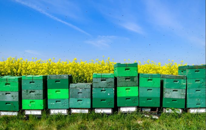 Beehive cheese produces green rapeseed field