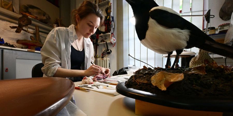 Corinna Seifert, Auszubildende im Bereich Präparation im Naturkundemuseum Erfurt, arbeitet in der Werkstatt an einer Ratte.