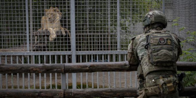 Ein Soldat steht vor einem Gehege mit Löwen in der Ukraine. (Symbolbild) Löwen Ukraine