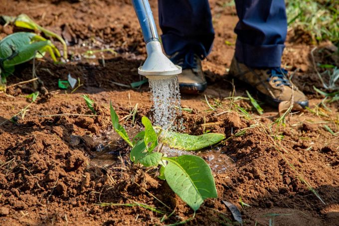 In trockenen Zeiten brauchen Pflanzen Wasser-Hilfe zum Wachsen. Erde Pflanze Landwirtschaft Giesskanne