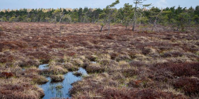 Wegen zunehmenden Baumbewuchses droht das Schwarze Moor in der Rhön in Bayern zu verwalden und somit auszutrocknen. Flächen wie diese will die EU-Kommission besser schützen. Wegen zunehmenden Baumbewuchses droht das Schwarze Moor in der Rhön in Bayern zu verwalden und somit auszutrocknen. Flächen wie diese will die EU-Kommission besser schützen.